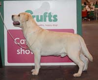 08-11.03.2012. CRUFTS  .    - class open