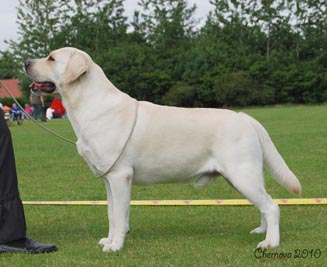 26.06.2010 .   Danish Retriever Club Show Charming Bear Amur- Champion classe. Exelent