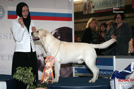 лабрадор ретривер Чарминг Беар Амур -Лучший Лабрадор России 2009 года